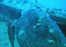 Key West, Florida, diving